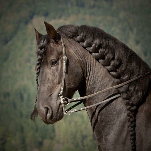 Horses With Great Hair