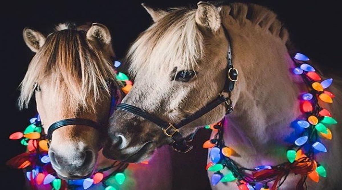 Horses Lit Up With Xmas Lights