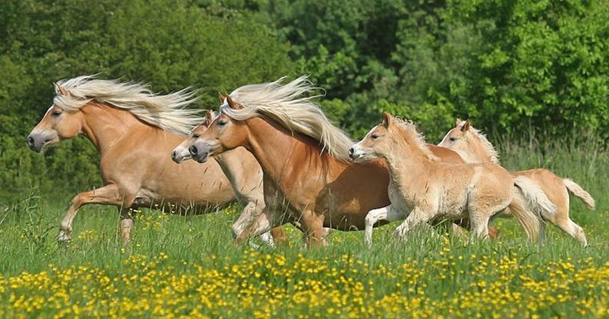 Horses and Foals