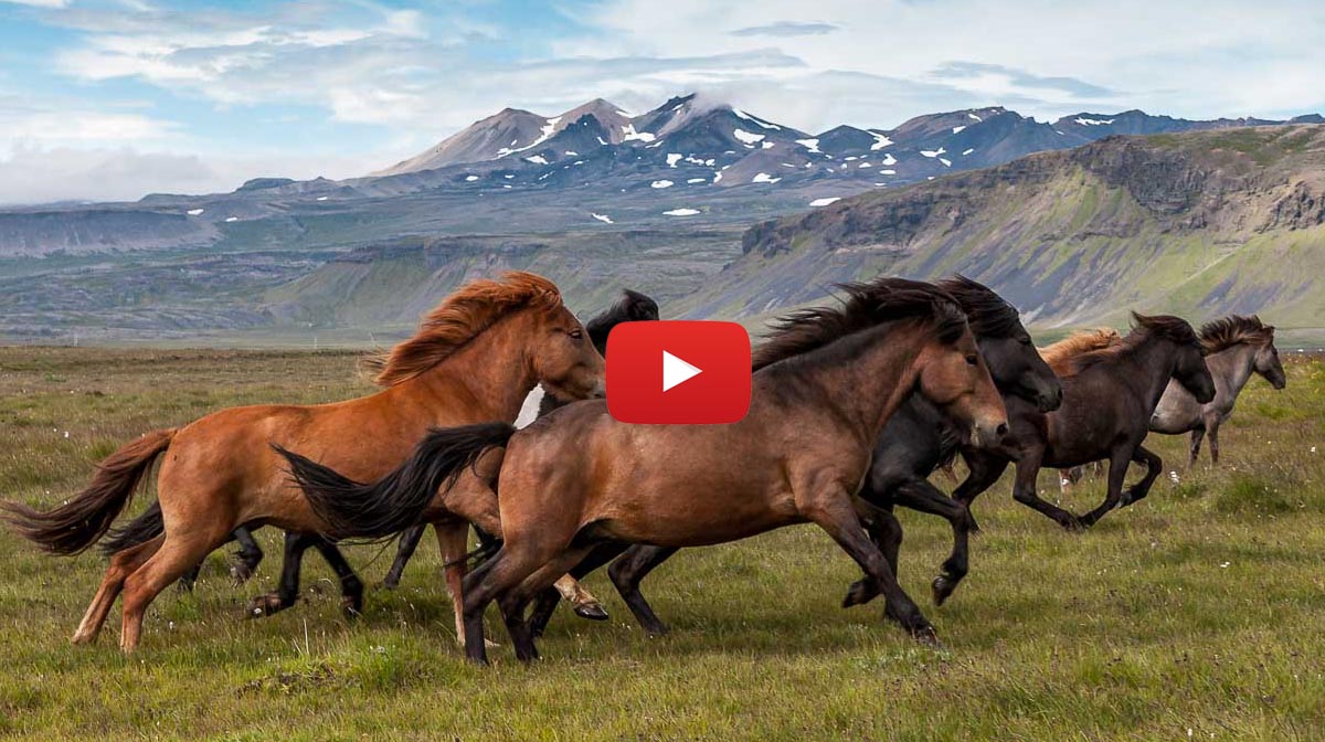 Its impossible not to fall in love with the Horses of Iceland