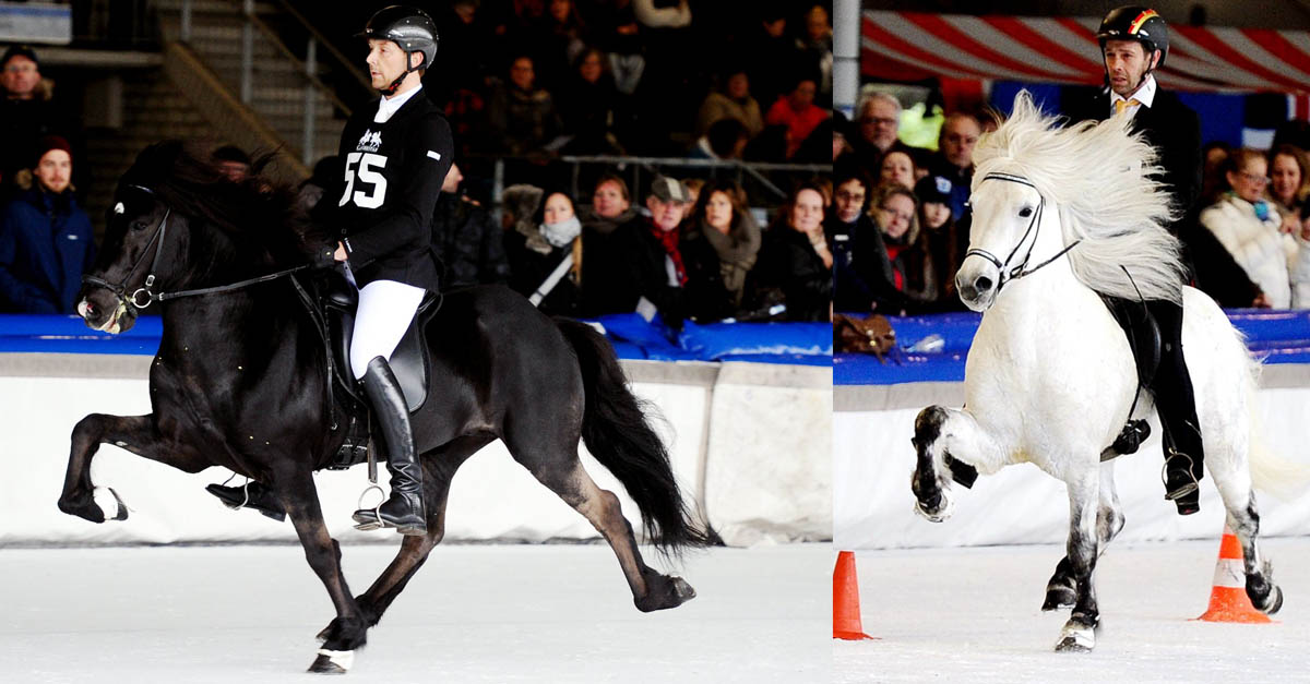 Horses on Ice