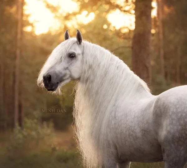Armando Digno III, PRE Spanish Andalusian Stallion