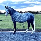 Cappa Sarsfield – Irish Draught Stallion