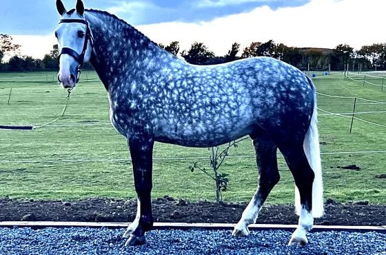 Cappa Sarsfield – Irish Draught Stallion