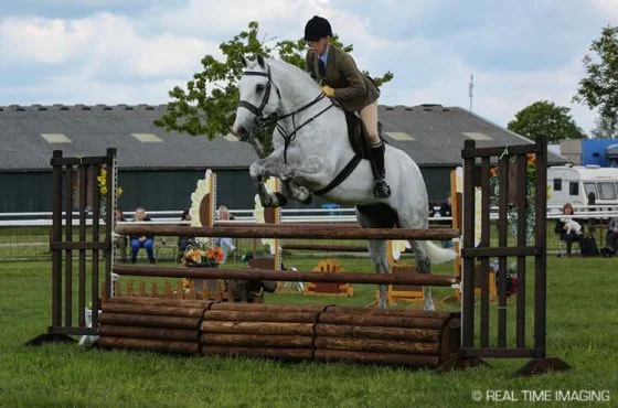 Carrigfada Grey Mist – Irish Draught Stallion