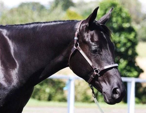 Clearview Stus, New Zealand - Breeding Quality American Quarter Horses & Appaloosas