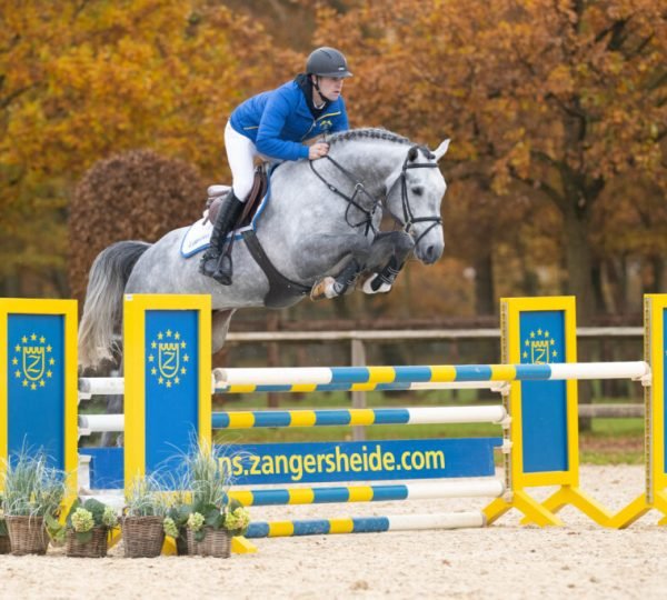 Commil Champ Z Plus Z x Clinton), Showjumping Stallion