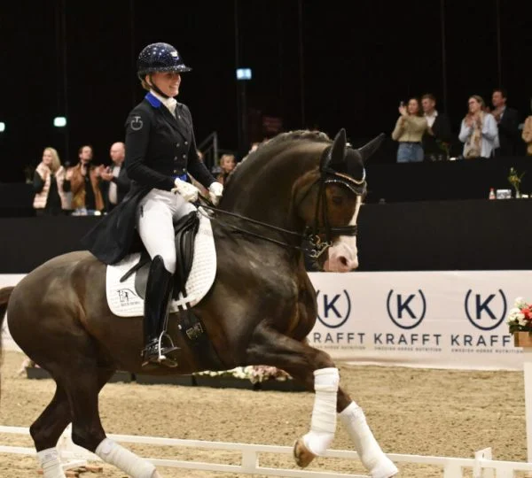Don Olymbrio (Jazz x Ferro), Dressage Stallion