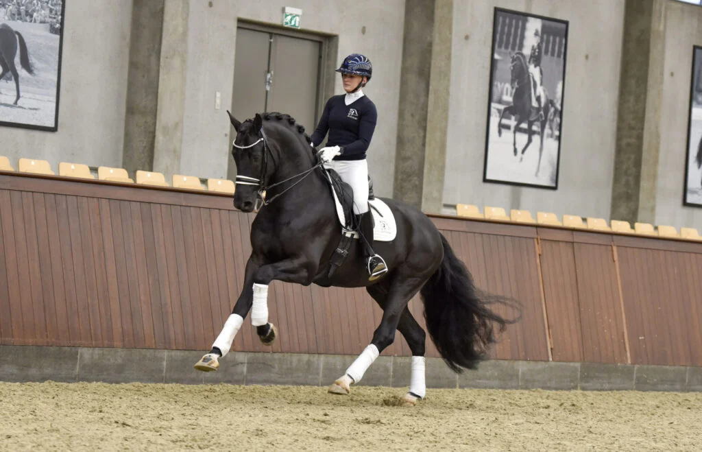 Kingston (Glock's Toto Jr N.o.p. x Turbo Magic), Dressage Stallion