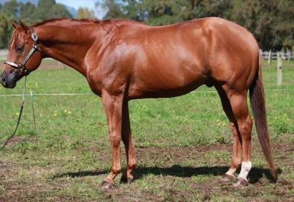 Clearview Stus, New Zealand - Breeding Quality American Quarter Horses & Appaloosas
