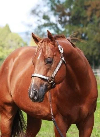 Clearview Stus, New Zealand - Breeding Quality American Quarter Horses & Appaloosas