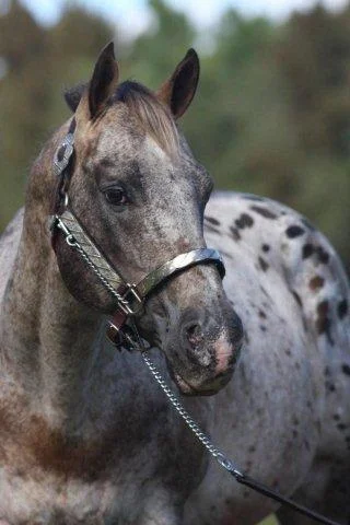 Clearview Stus, New Zealand - Breeding Quality American Quarter Horses & Appaloosas