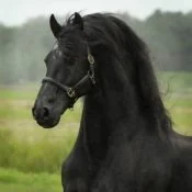 Ulke 338 (Tjimme x Reitse Pref x Ygram), Friesian Stallion