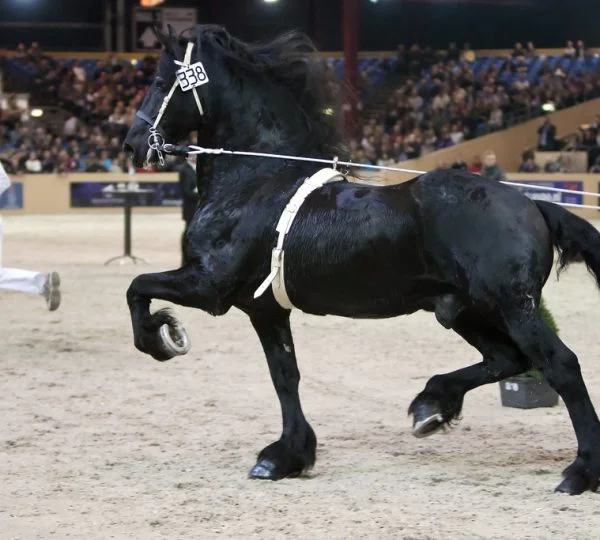Ulke 338 (Tjimme x Reitse Pref x Ygram), Friesian Stallion