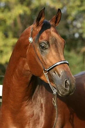WF Last Of Roses, Arabian Stallion @Worlds End Farm Arabians, Minnesota