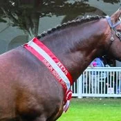 Corrindon Dancer – 16.3hh Liver Chestnut Irish Draught Stallion