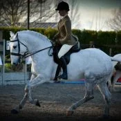 Carrigfada Grey Mist – Irish Draught Stallion