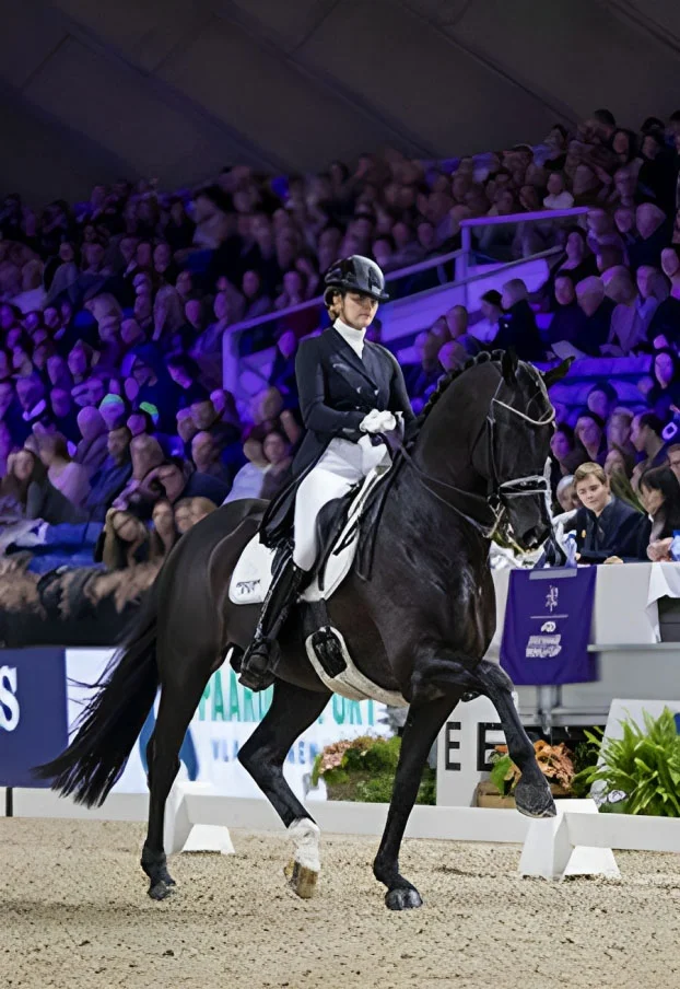 Dressage Stallions