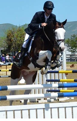Cassio's Picasso KD (Hirtentanz x Cassia Pao), Trakehner Eventing Stallion