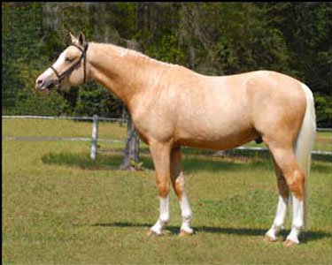 Hedgerow Pony Farm - Alachua, Florida