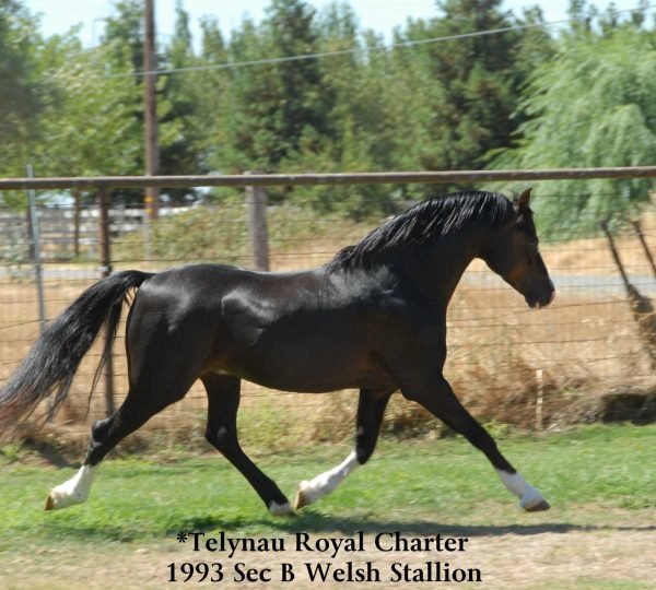 Farmore Farms Welsh Ponies, Home of International Supreme Champion