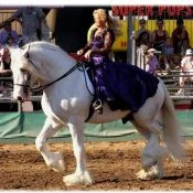 Illusion Crystal Clear of Ox Kill – Grey Shire Horse Stallion @Knight Haven Shires, California