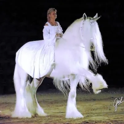 Illusion Crystal Clear of Ox Kill – Grey Shire Horse Stallion @Knight Haven Shires, California