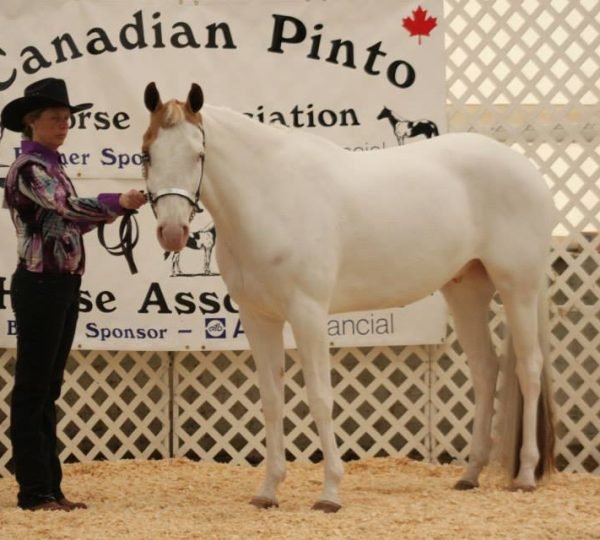 Millenium Miracle APHA/CPHA Palomino Tovero Stallion Merikle Waters