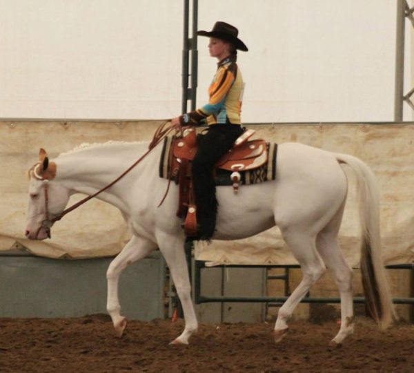 Millenium Miracle APHA/CPHA Palomino Tovero Stallion Merikle Waters