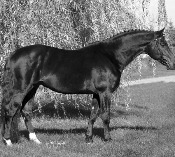 Steinburg (Kennedy x Marduc) : Trakehner Stallion