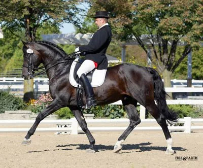 Steinburg (Kennedy x Marduc) : Trakehner Stallion