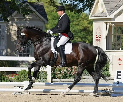 Steinburg (Kennedy x Marduc) : Trakehner Stallion