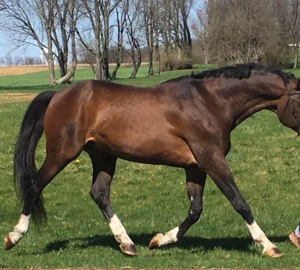 Zarr - Trakehner Stallion, sired by Hennessey @Almost Famous Farm, Pennsylvania