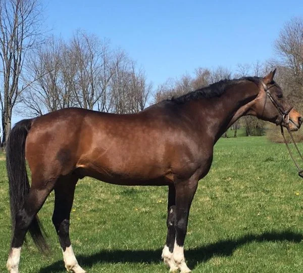 Zarr - Trakehner Stallion, sired by Hennessey @Almost Famous Farm, Pennsylvania