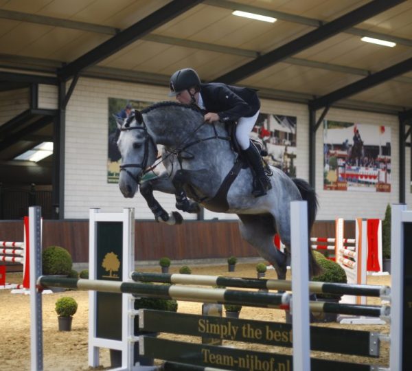 Classico TN Obolensky x Burggraaf), Showjumping Stallion StableExpress