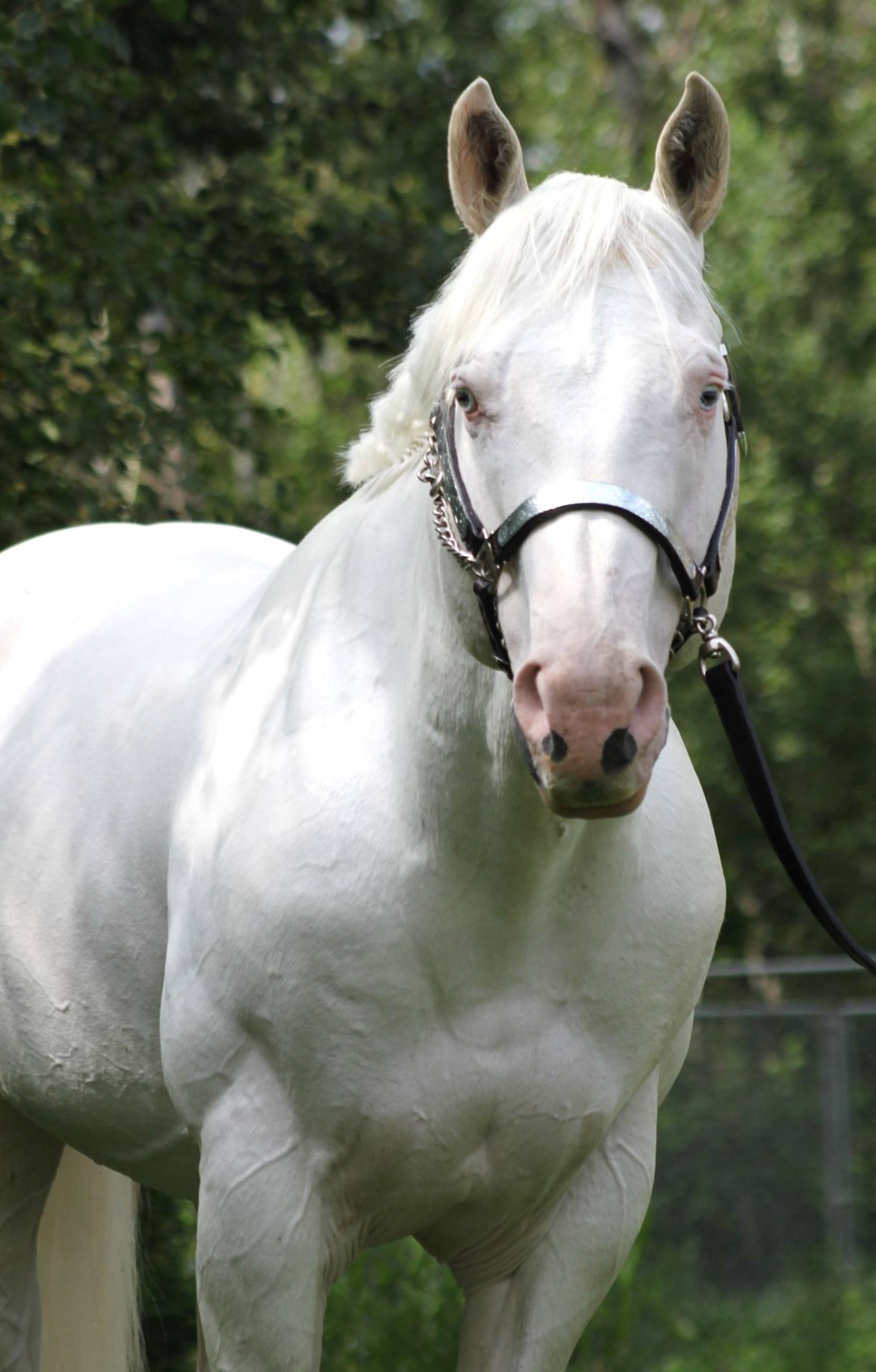 Palomino Stallions StableExpress