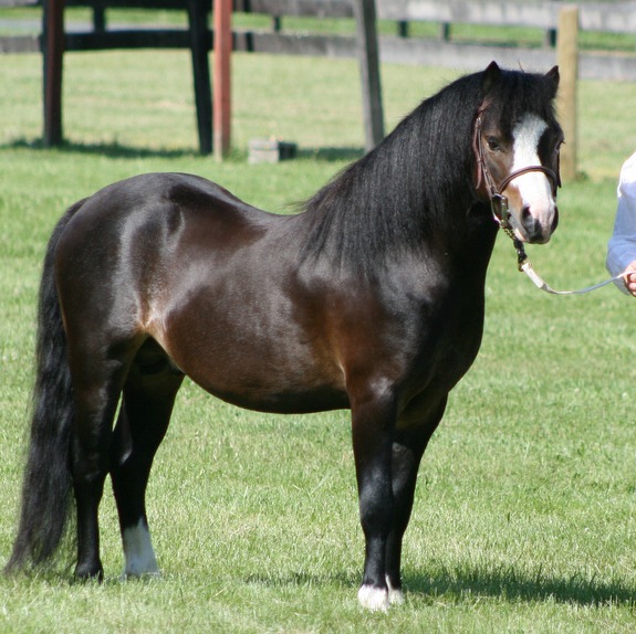 Tillybo Cassanova, Section A Pony Stallion 11.3hh The Willows, Welsh