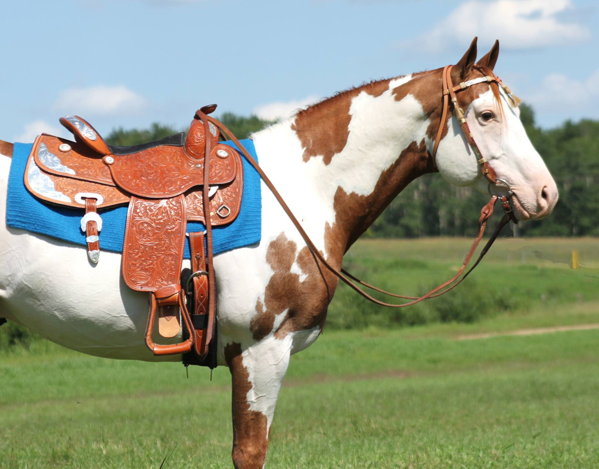 Stallions At Stud StableExpress