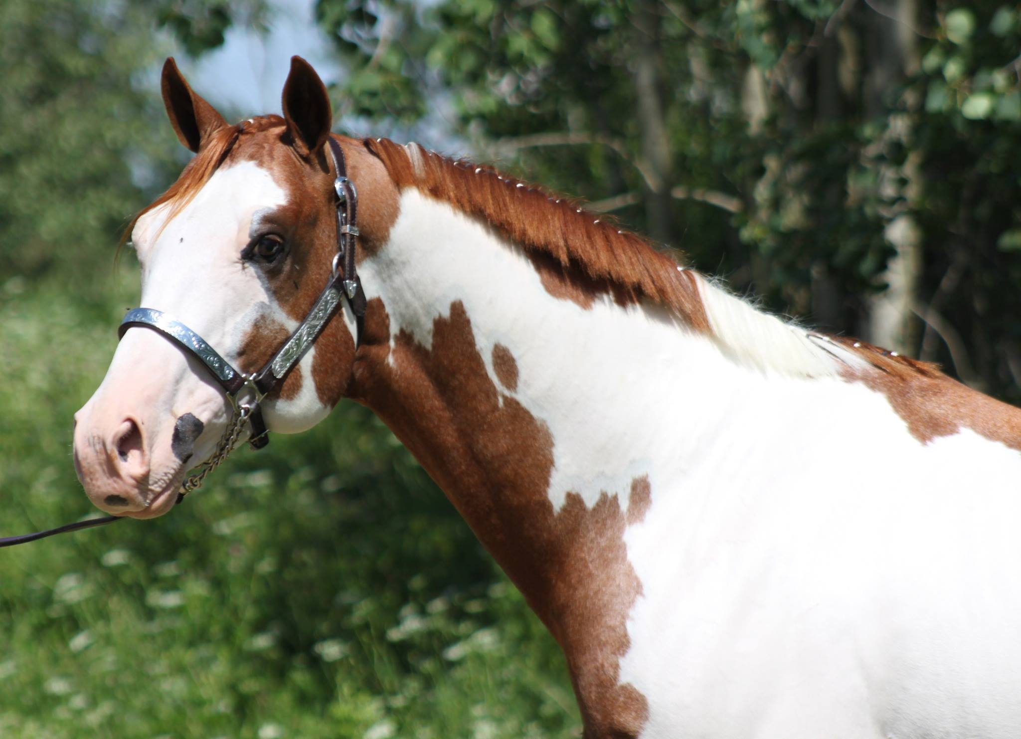 Stallions At Stud StableExpress