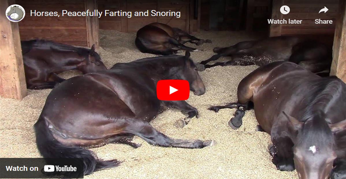 Horses Farting and Snoring While Snoozing