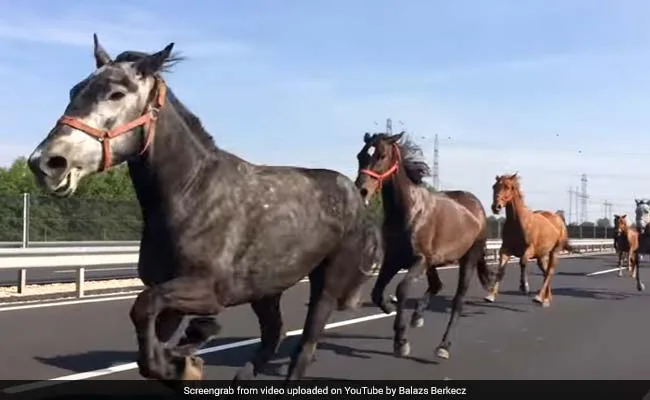 Horses Gallop Onto Highway After Escaping Rodeo