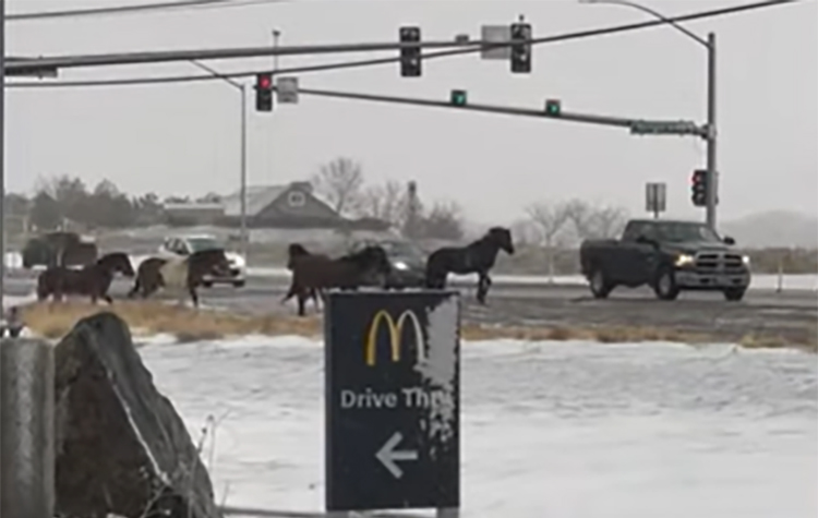 Wild Horses Attempt to Cross Intersection