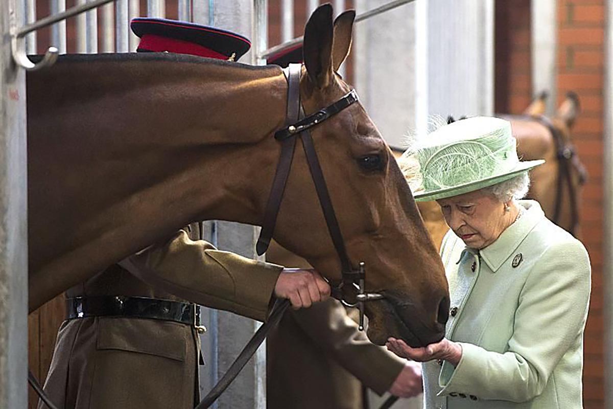 How The Queen Saved The Cleveland Bay Horse
