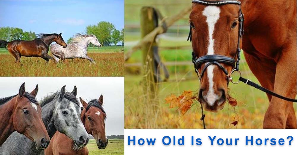 How Long Do Horses Live