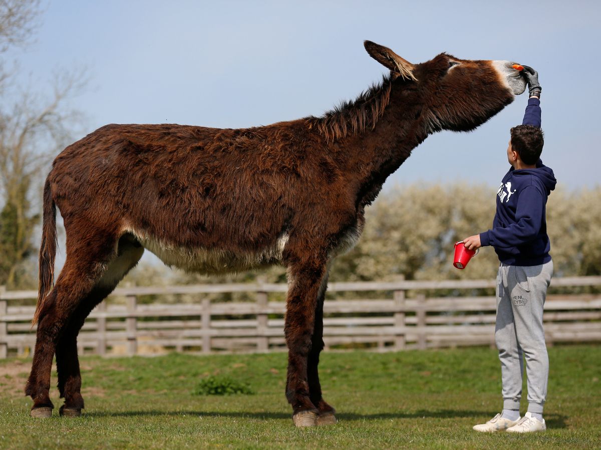 Worlds biggest donkey