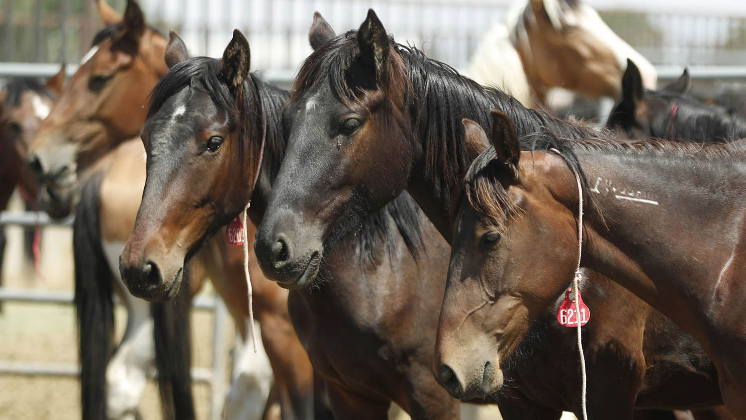 Hundreds Of Horses Up For Adoption Could Get Slaughtered