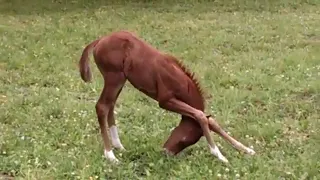 Hungry Foal With Long Legs