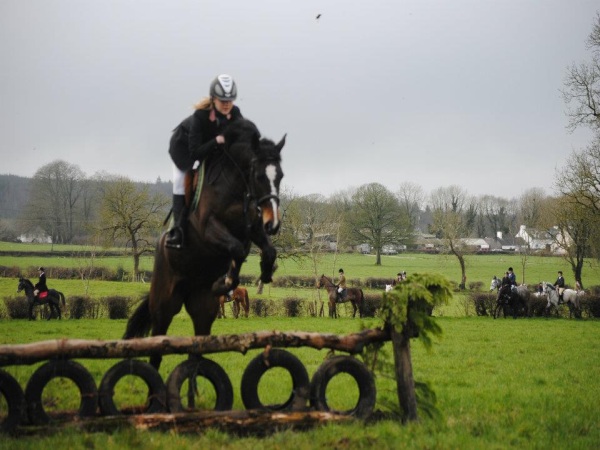 Hunter / Showjumper / Eventers