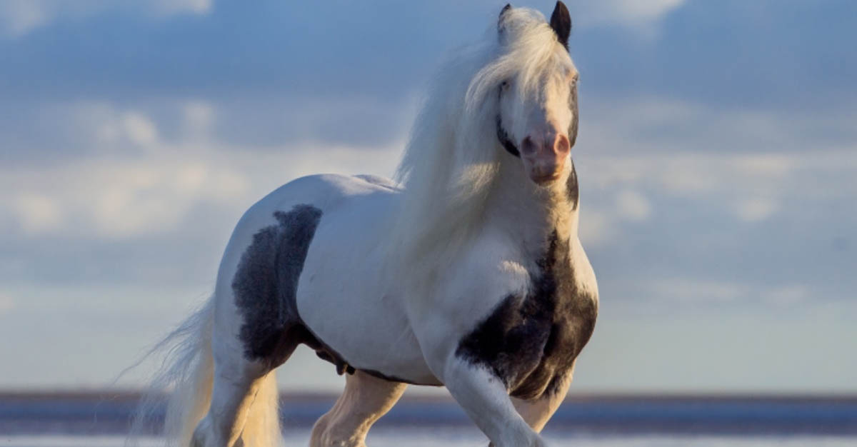 Carrigbryne Presley - CHAPs and ICS Graded Tobiano Stallion