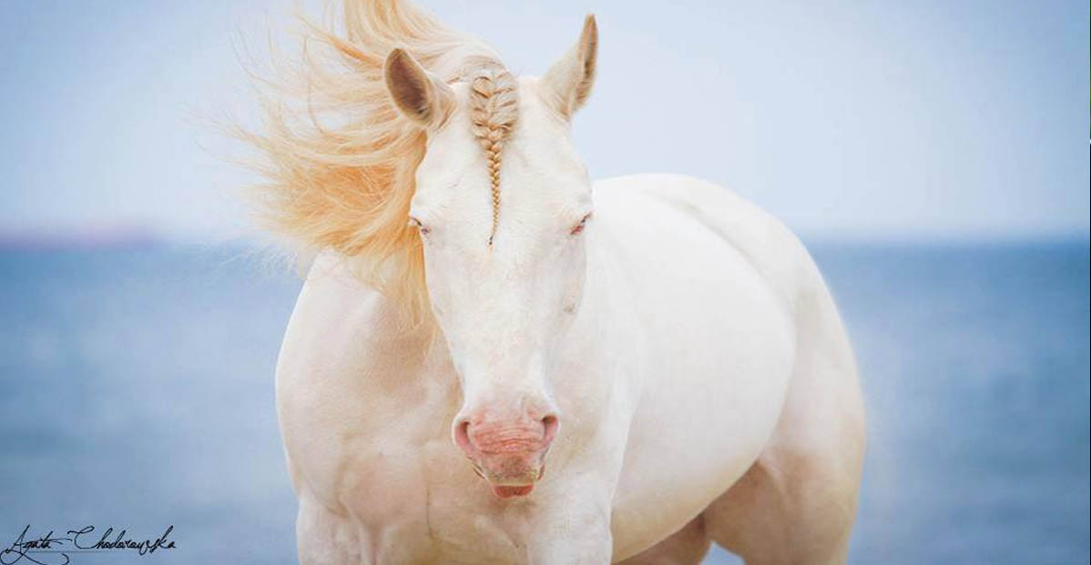 I Love Roses - Albino Team Equine Behaviour and Training